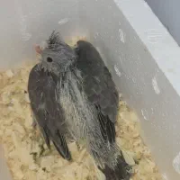 جوجه عروس هلندی|پرنده|قم, باجک یک|دیوار