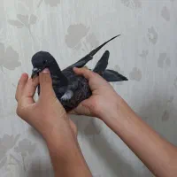 یک جفت جوجه کبوتر پرشی قاره و سرور|پرنده|ملارد, |دیوار