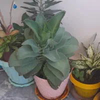 گل اشک دونوع ودیفن