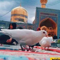 رفسنجان به مشهد