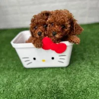 پودل توی|سگ|تبریز, |دیوار