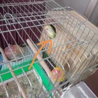 معاوضه کوتوله ماده با نر