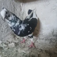 سینه زردکاکولی.کرم.چینی سیاه کاکولی