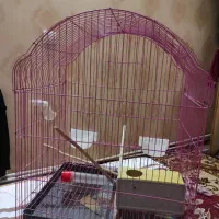 قفس پرنده|لوازم جانبی حیوانات|سهند, |دیوار