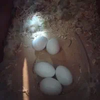 خرید و فروش برزیلی در همه رنگ و نژاد