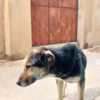 سگ نژاد گرگی