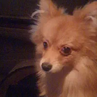 اموزش سگهای خانگی در پردیس|خدمات آموزشی|پردیس, فاز ۲|دیوار