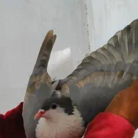 ساده طاووسی ماده کاکلی