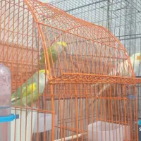پرنده خانگی معاوضه بامتور 70