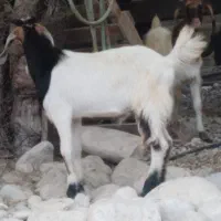 کهره نر|حیوانات مزرعه|بندر کنگان, |دیوار