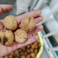 گردو درشت و سفید|خوردنی و آشامیدنی|مشهد, گلبرگ|دیوار