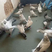 کفتر|پرنده|بیضا, |دیوار