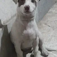سگ پا کوتاه