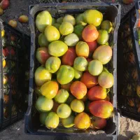 گوجهفرنگی|خوردنی و آشامیدنی|نوشین شهر, |دیوار