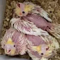 جوجه عروس هلندی لوتینو سرلاکی