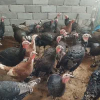 بوقلمون ماده|حیوانات مزرعه|رامند, |دیوار