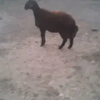 بره‌قوچی‌همو