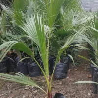 پالم واشنگتن تنه قرمز|خدمات باغبانی و درختکاری|ارطه, |دیوار