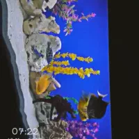 اکواریوم|ماهی|بهبهان, |دیوار