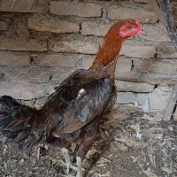 مرغ لاری فروشی