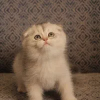 واگذاری گربه