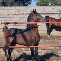 اسب سواری ومحل نگهداری وآموزش سوارکاری درصورت نیاز|اسب و تجهیزات اسبسواری|تنکابن, |دیوار