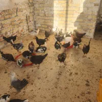 نیمچه مرغ و خروس گلین|حیوانات مزرعه|تهران, آهنگ|دیوار