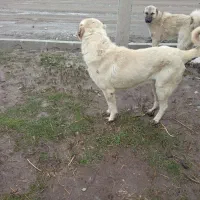 سگ گله معاوضه هم دارم