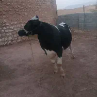 گوساله نر پروار ثابت|حیوانات مزرعه|زاگرس, |دیوار