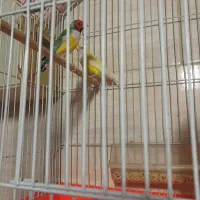 فنچ گلدین جفت