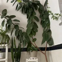گوش فیل زیبا و سرحال