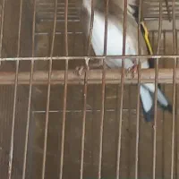 سهره دورگ|پرنده|تهران, میرداماد|دیوار