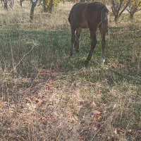 دایچه پنج ماهه|اسب و تجهیزات اسب‌سواری|اهر, |دیوار