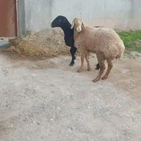 فروش دو راس بره چینی نر