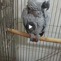 کاسکو دم قرمز ماده