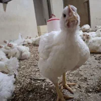 مرغ زنده گوشتی