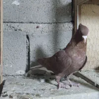 نروماده سرخ دمسفیدزرددمسفیدخال سیاه دار