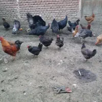 بوقلمون|حیوانات مزرعه|عجب شیر, |دیوار
