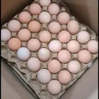 تخم مرغ محلی