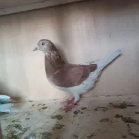 کبوتر پرشی وزینتی|پرنده|پرند, فاز ۳|دیوار