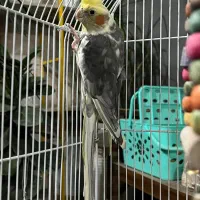 عروس هلندی نر|پرنده|اسلامشهر, شهرک مهدیه|دیوار