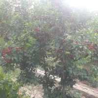 فروش باغ ویلا ۱۰۰۰ متری|فروش خانه و ویلا|تیران, |دیوار