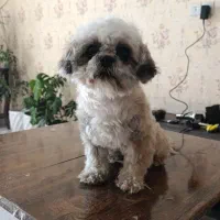 شیتزو پودل مینیاتور