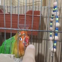 طوطی برزیلی