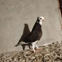 چند جفت کفتر سالم بشرط