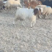 بزچاق چاق