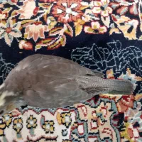 جوجه عروس هلندی و عروس هلندی جفت|پرنده|کرج, حصارک بالا|دیوار