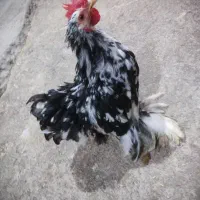 مرغ و خروس