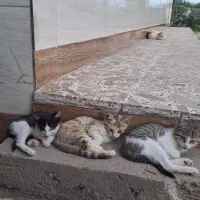 بچه گربه واگذار
