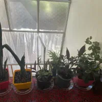 تعدادی گل گلدان